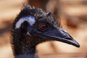 The Great Emu War: How Australia Lost a Battle to Birds