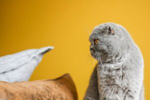 Signs Your Pet Is Trying To Tell You Something