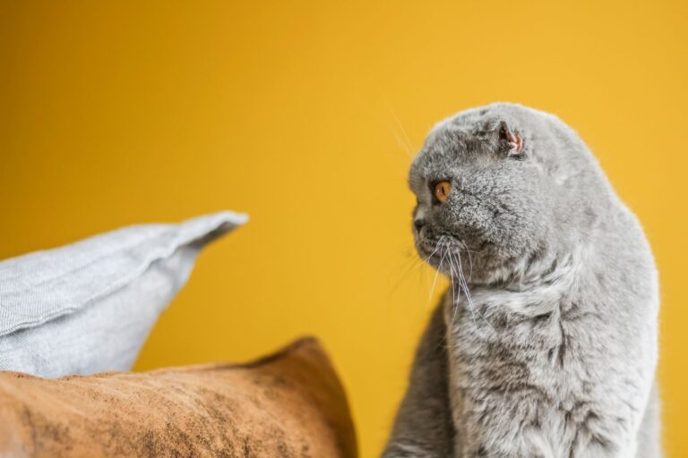 Signs Your Pet Is Trying To Tell You Something - NightShiftTales